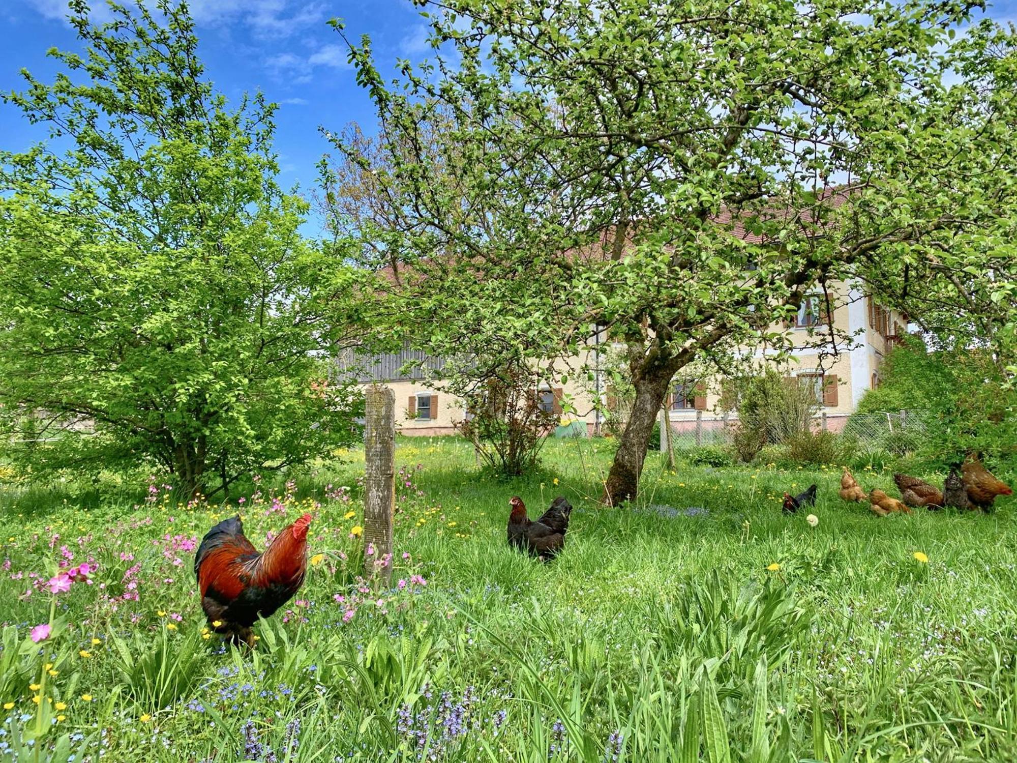 Bauernhof Geigerhof Villa Aschau im Chiemgau Kültér fotó
